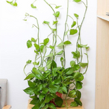 Plant Climbing Wall Clip